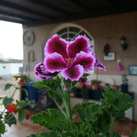 Casa Papi Daire Lajares Dış mekan fotoğraf
